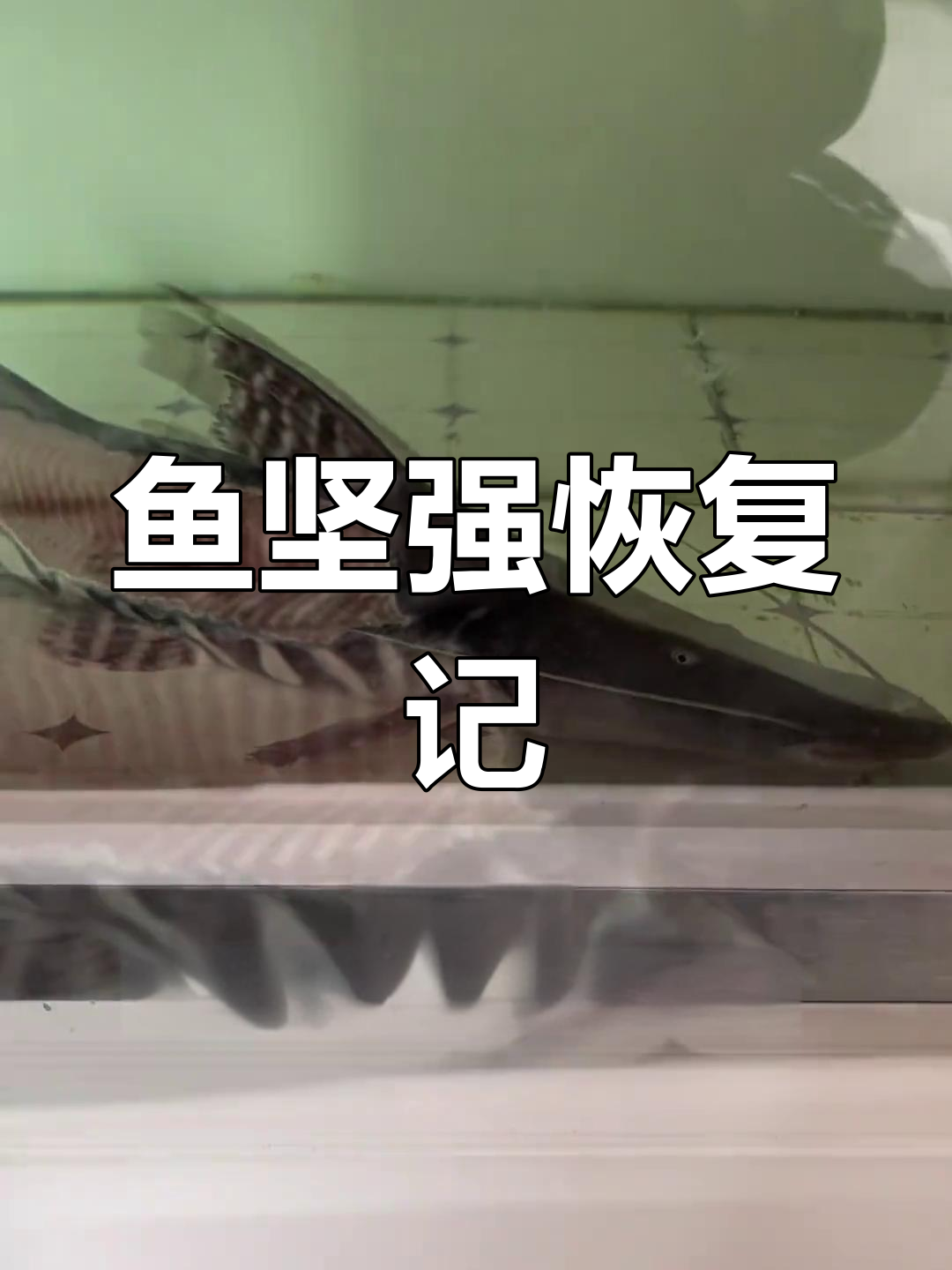 斑马鸭嘴伤势好转,结痂重生展现惊人生命力