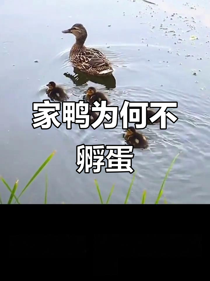 为什么家鸭不会孵蛋?原来是人类驯化的结果