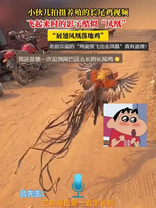 小伙儿拍摄养殖的长尾鸡视频,飞起来时的影子酷似“凤凰”,“展翅凤凰落地鸡”