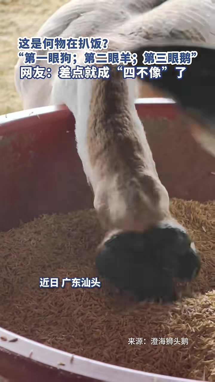 这是何物在扒饭？“第一眼：狗；第二眼：羊；第三眼：鹅”！网友：差点就成“四不像”了（来源：