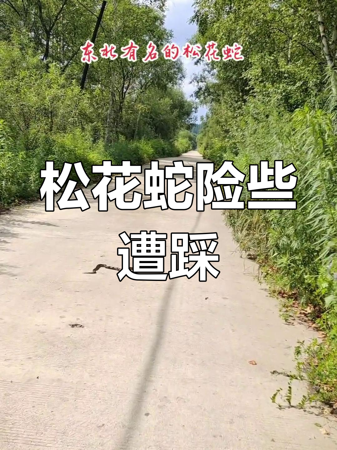 松花蛇晒太阳,差点被压死!它一动不动让人捏把汗