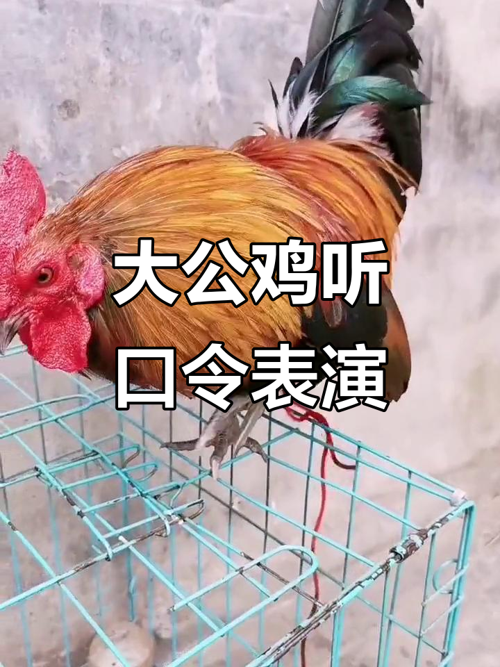 公鸡听懂指令，跳舞转圈超有趣
