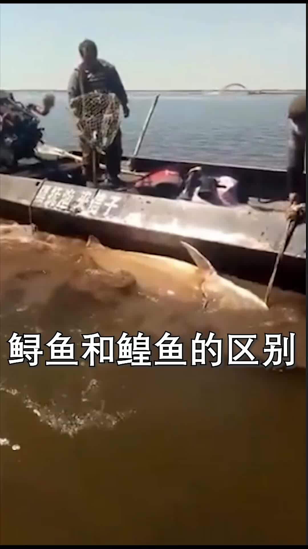 鲟鱼和鳇鱼傻傻分不清楚?看完视频就知道了