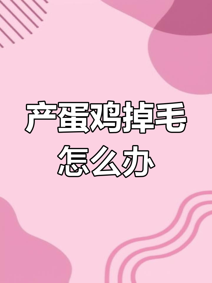 鸡掉毛原因大揭秘:如何解决蛋白质不足问题