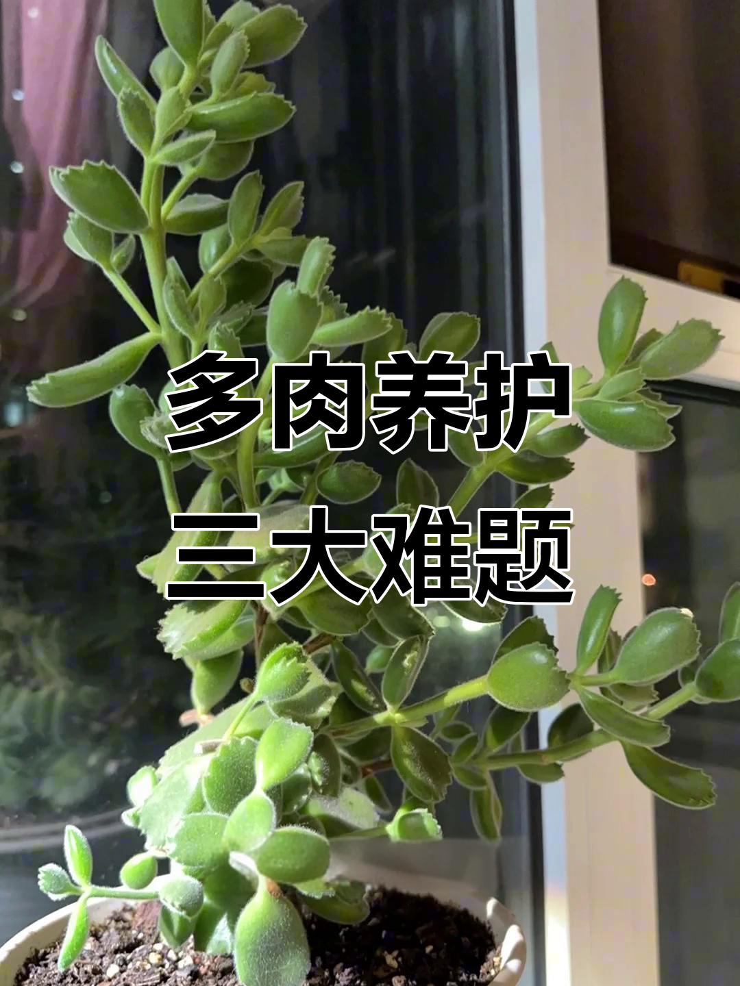 多肉植物养护误区:这些品种容易出问题,阳光少了就徒长