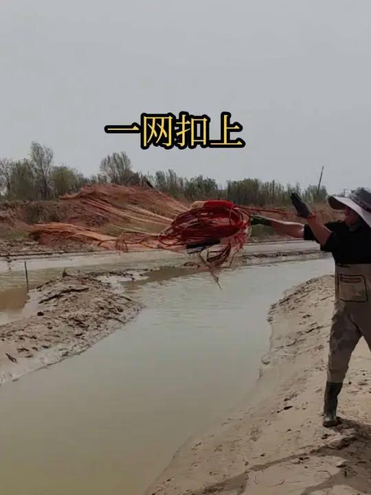 河道清淤要干了,水洼里全是鱼,小伙一网发力隔着水沟打过去过瘾 鱼群扑棱乱撞