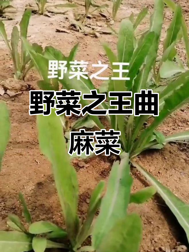 东北曲麻菜:鲜嫩脆口,营养丰富,生熟皆宜