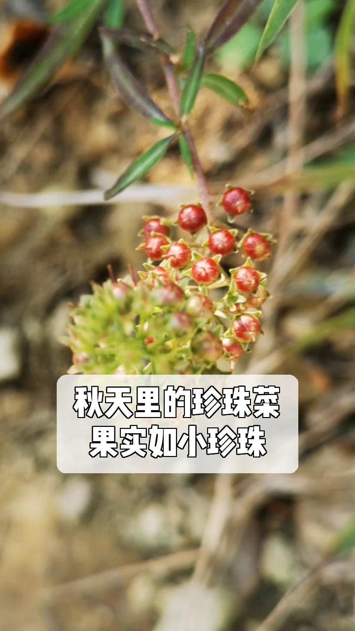 秋天里的珍珠菜,果实如小珍珠