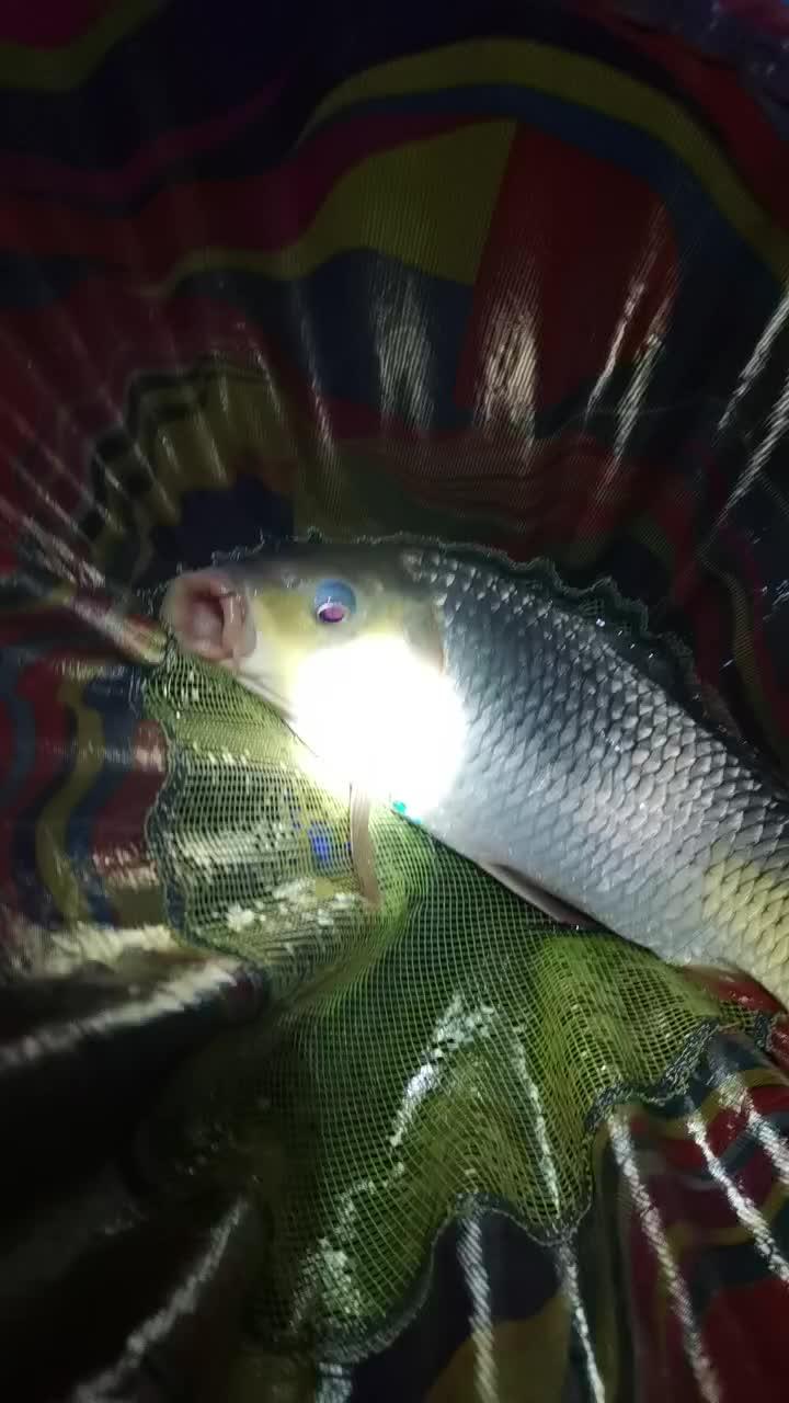 钓鱼的乐趣只有钓鱼人懂 野外垂钓 夜钓 晒鱼获的视频