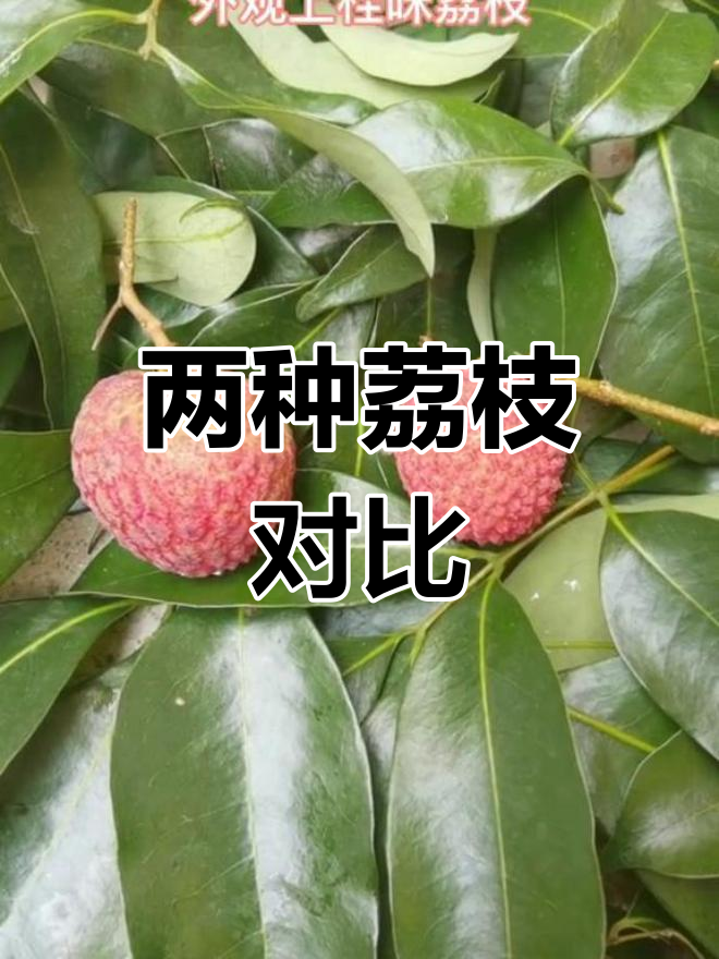 糯米糍与桂味荔枝的区别解析