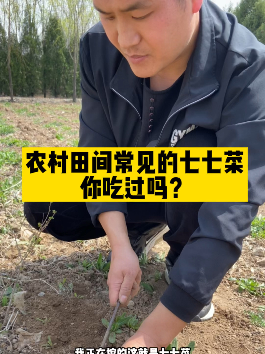 农村田间常见的七七菜你吃过吗