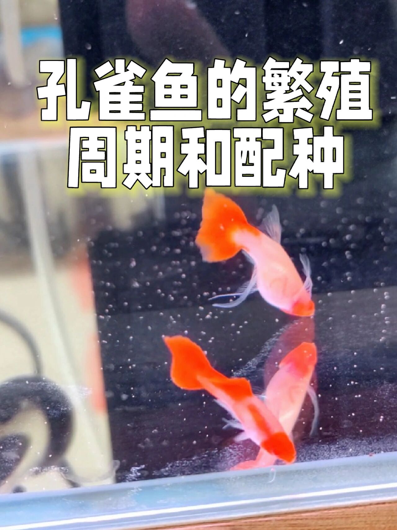 孔雀鱼的繁殖周期和配种
