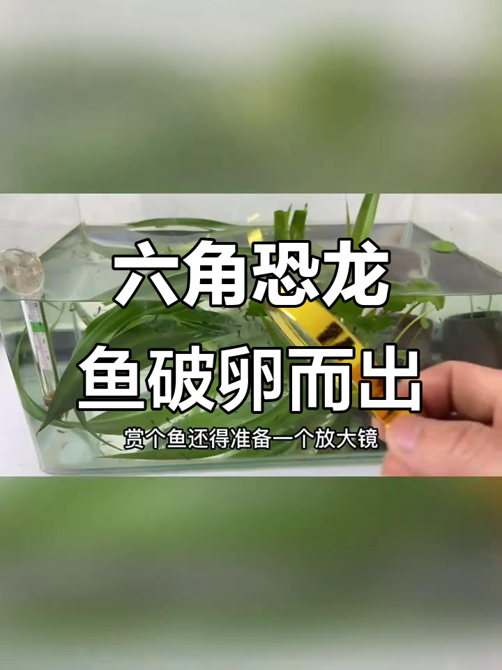 六角恐龙鱼提前孵化，放大镜下的萌态细节揭秘