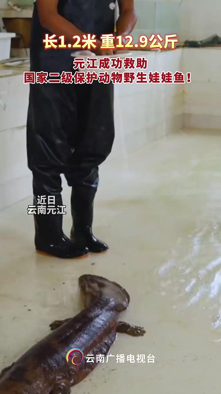 长1.2米重12.9公斤！元江成功救助国家二级保护动物野生娃娃鱼