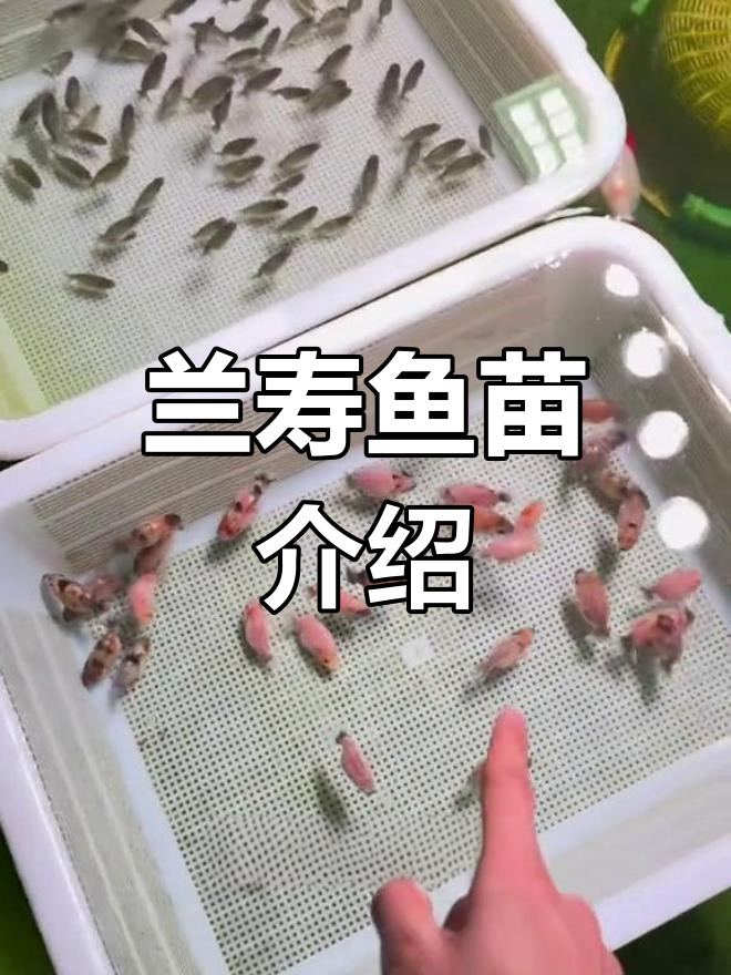 兰寿鱼苗品种揭秘:红白青皮与奶牛苗的魅力对比