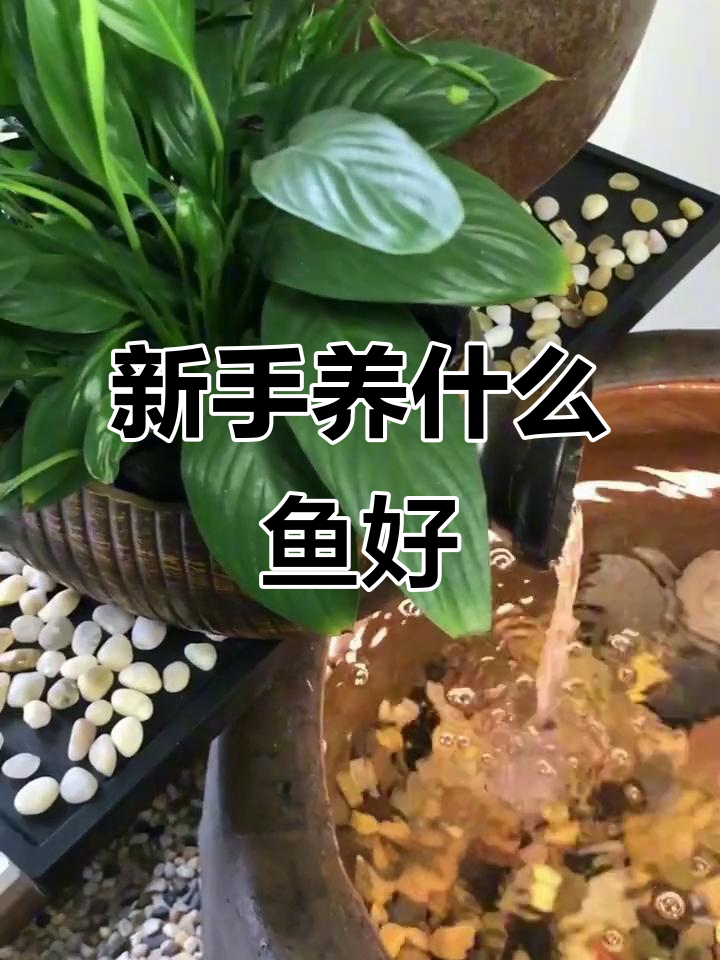 十大最适合新手养的鱼,爆缸王孔雀鱼上榜!