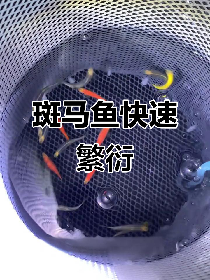 斑马鱼繁殖全纪录:从卵到小鱼苗,超简单操作!