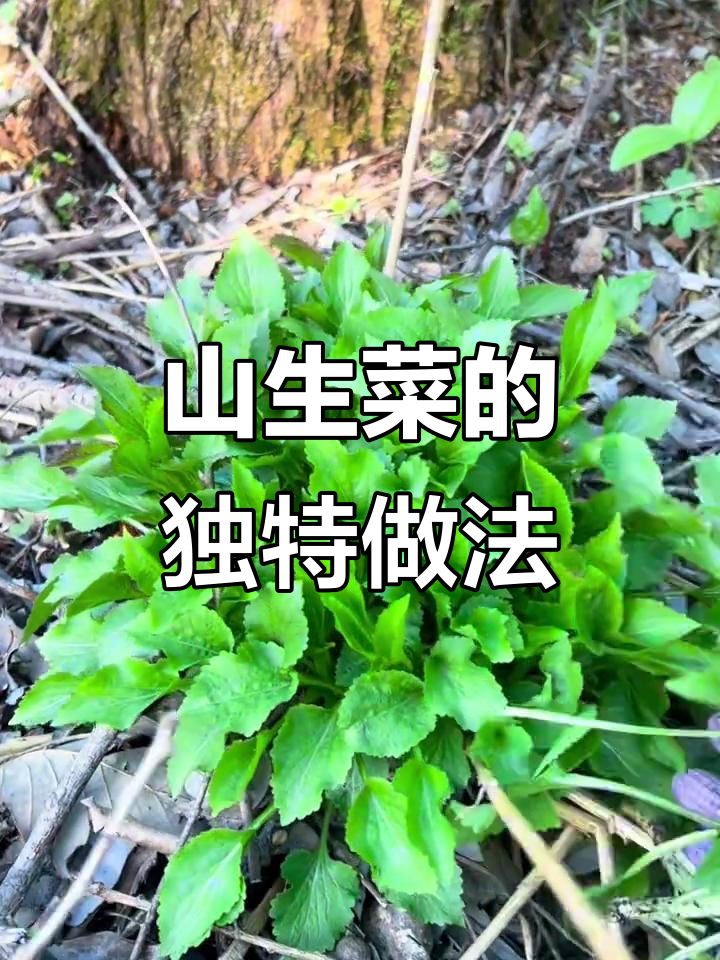 东北山生菜，嫩脆美味蒸着吃！