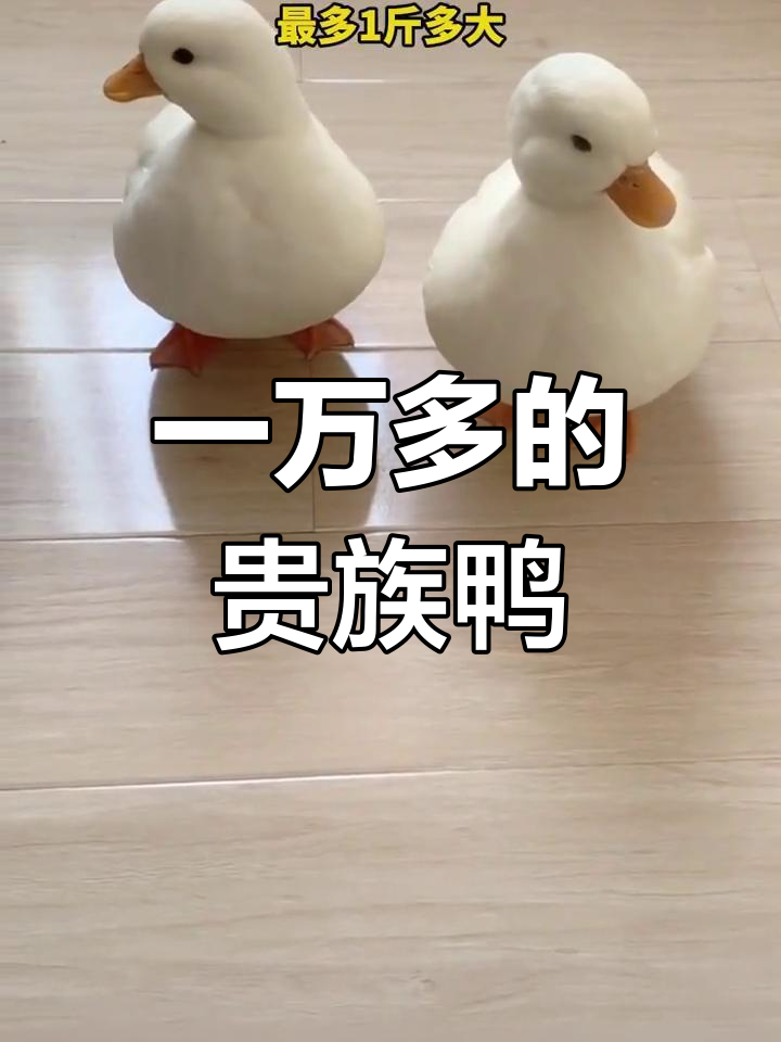 世界上最贵的鸭子,呆萌可爱又温顺
