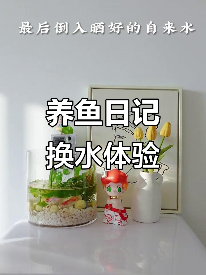 沉浸式鱼缸换水,养鱼的治愈日常