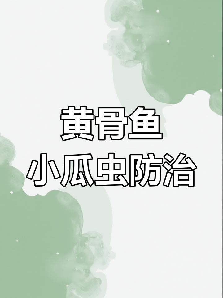 小瓜虫病再度来袭,黄骨鱼养殖如何应对?