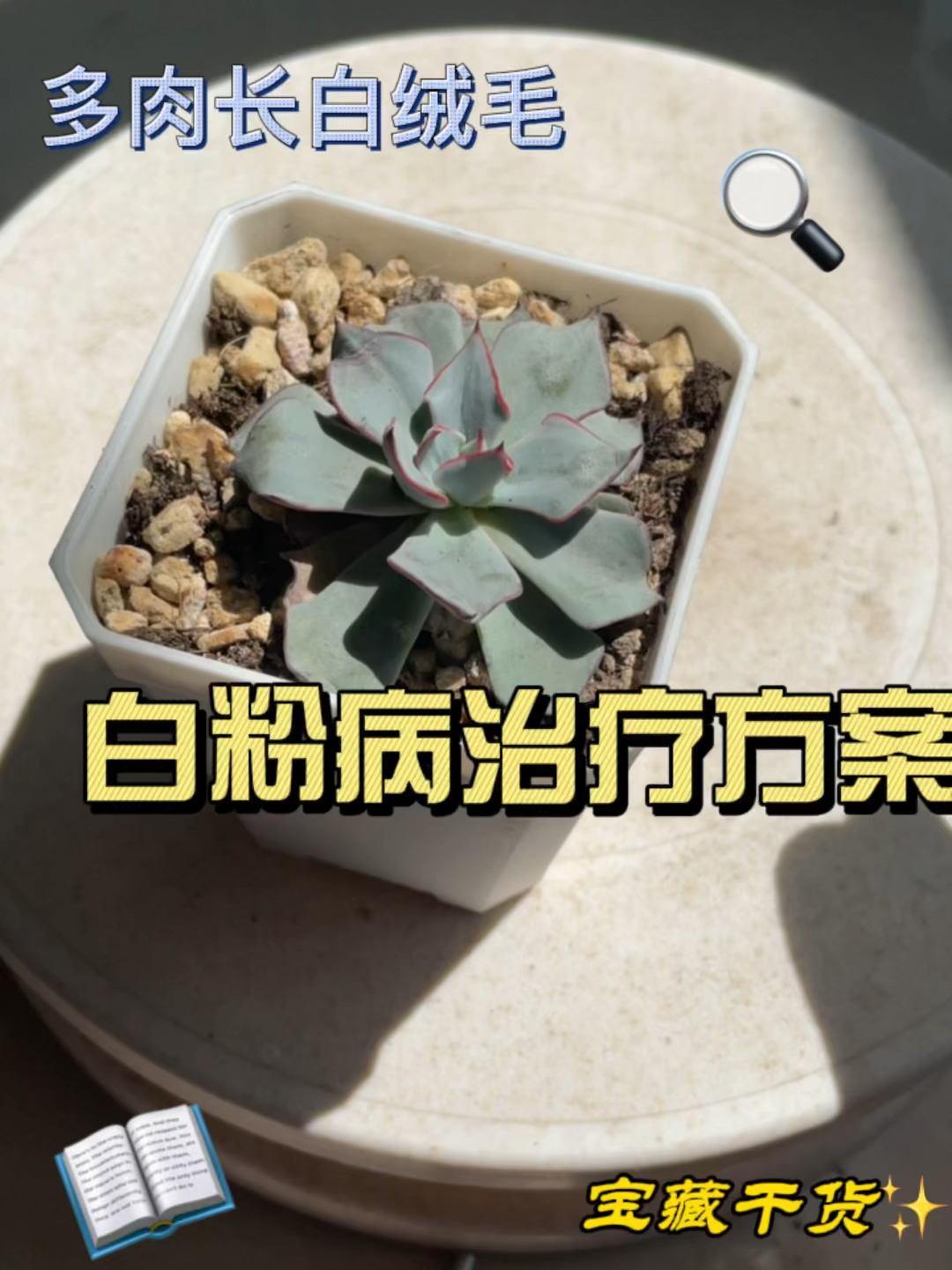 多肉长白毛,白粉病治疗方法