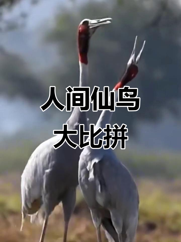 谁才是最神奇的人间仙鸟？