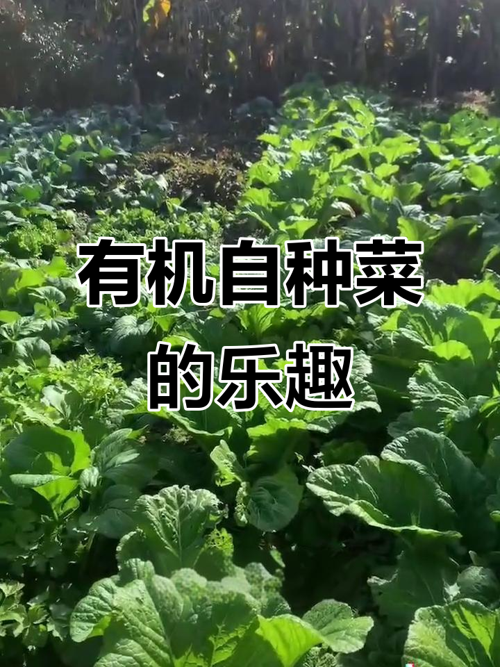 自己种菜,健康又快乐!有机蔬菜带来的多重好处