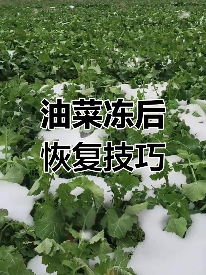 油菜冻害后如何补救