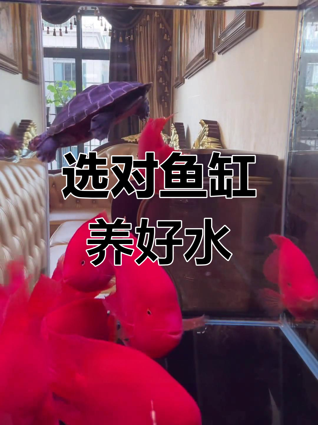 养鹦鹉鱼避免这几种鱼缸