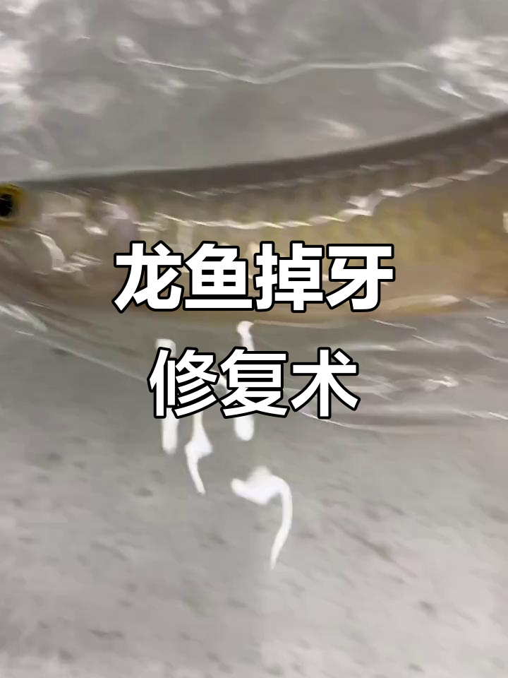 小龙鱼掉眼手术,轻松恢复正形