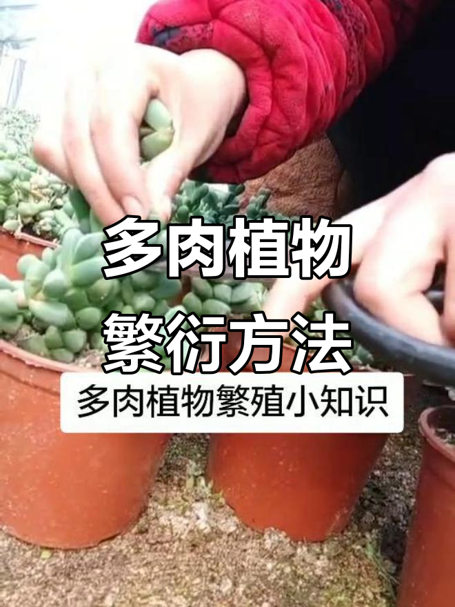 鹿角海棠繁殖技巧,轻松学会多肉植物扦插法