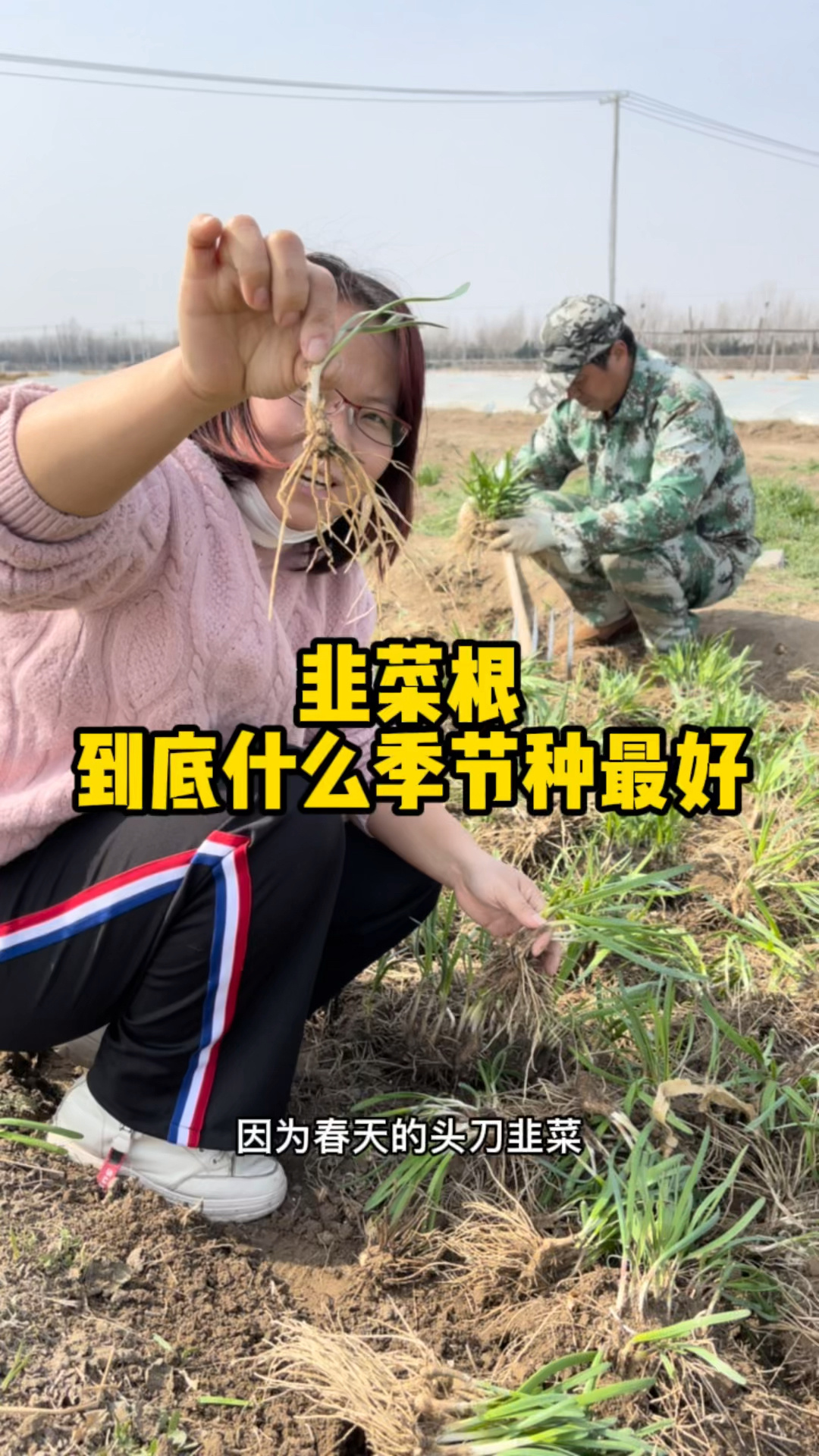 韭菜根什么季节种植最好