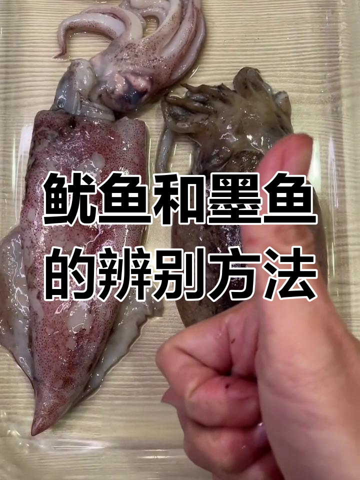 如何区分鱿鱼与墨鱼?