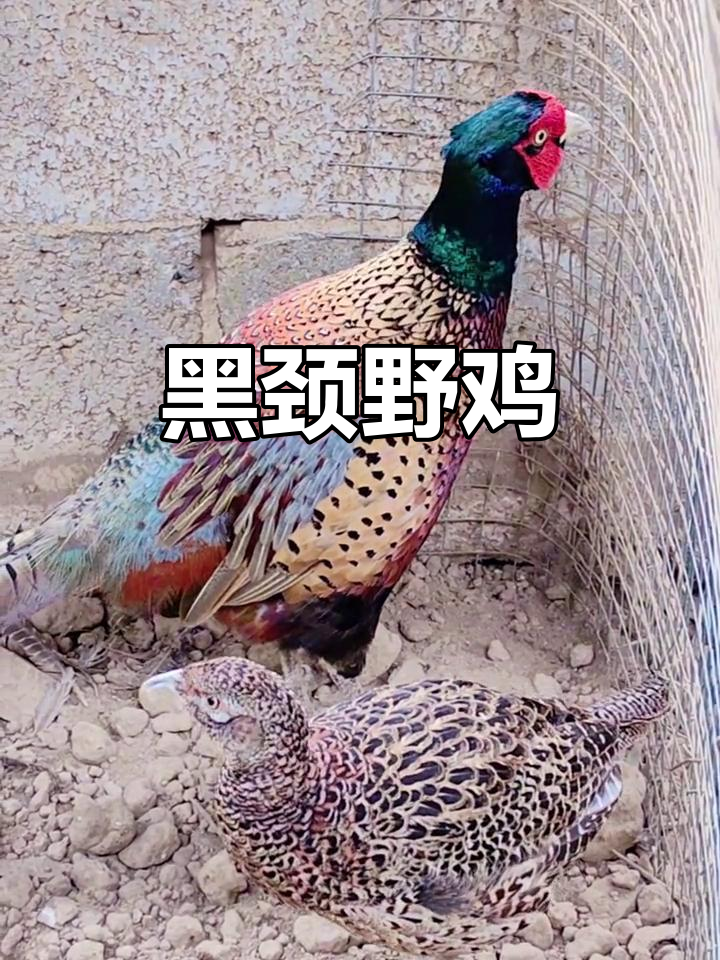 贵州黑颈野鸡，观赏与美味兼具，可养殖繁殖
