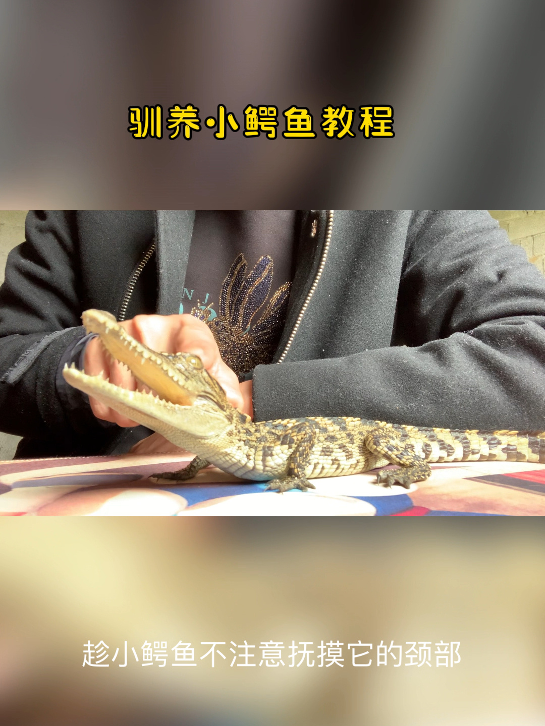 如何驯养小鳄鱼!