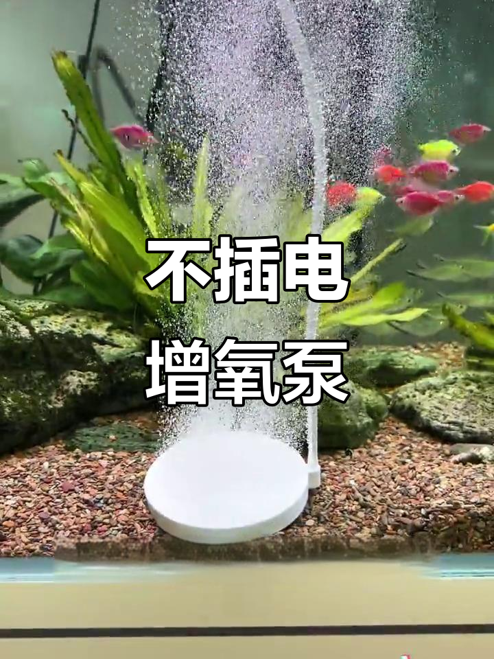 停电不愁！这种氧气泵让鱼缸时刻充满活力