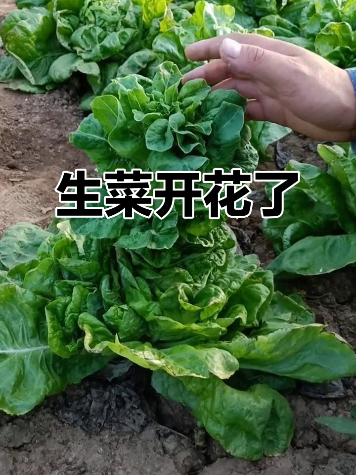 奶油生菜抽苔开花,竟然是这样!