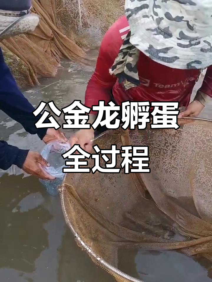 金龙鱼公母分工,公金龙含卵孵化小宝宝