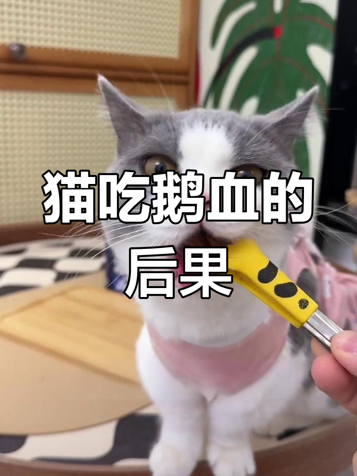 长期喂食鹅血冻干对猫咪的危害