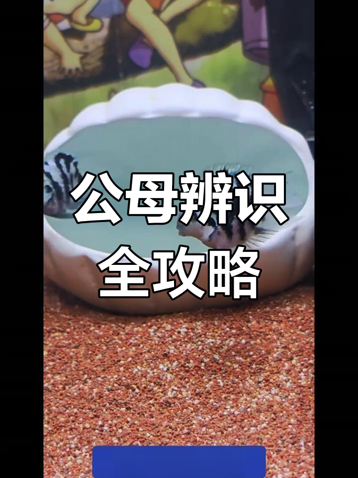 迷你鹦鹉鱼公母辨别,超详细视频解析!