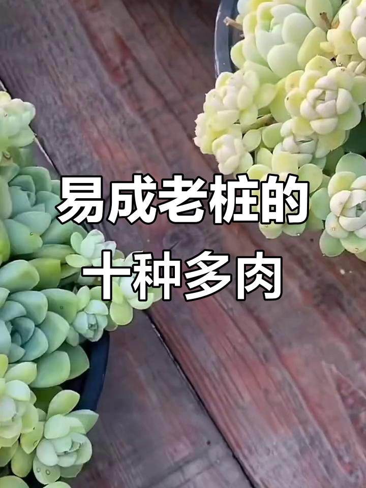 10款容易养成老桩的多肉植物，香气四溢又美观
