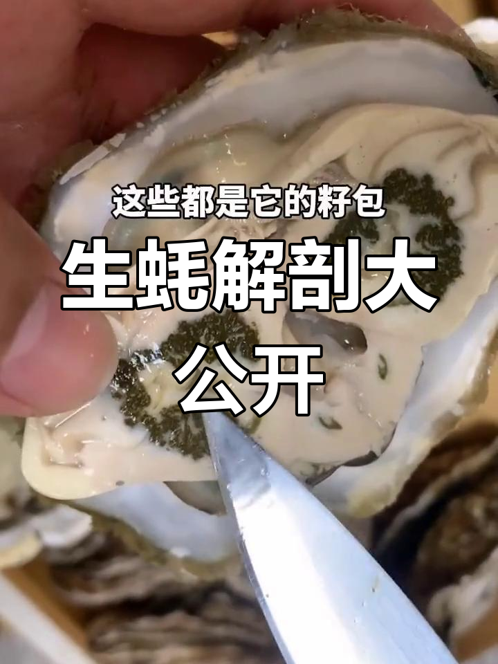生蚝内部结构揭秘,切开看内脏
