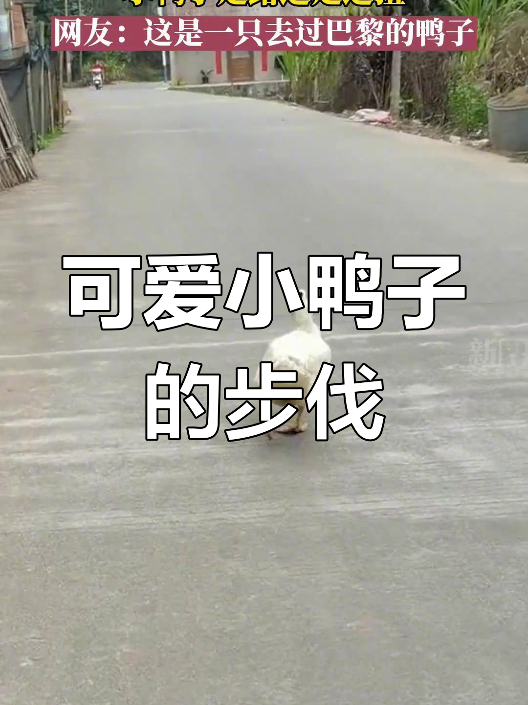 鸭子走路扭动,网友调侃:去过巴黎