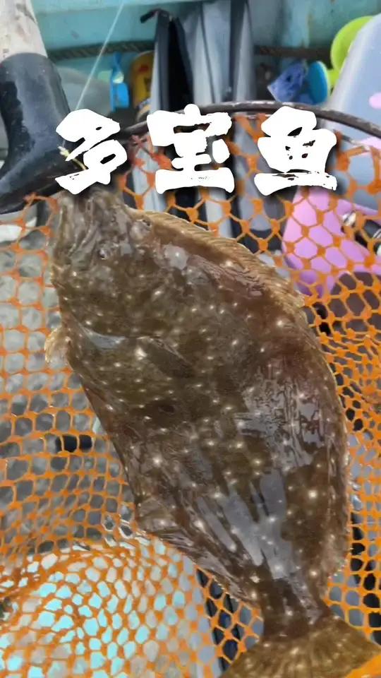 今天跟钓友买了两斤虾,准备漂鲈鱼,漂到天黑也没见着鲈鱼的影子,却意外收获多宝鱼