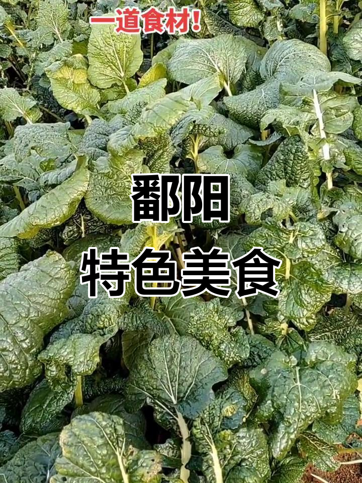 春不老,鄱阳独特美味,仅限特定地域生长