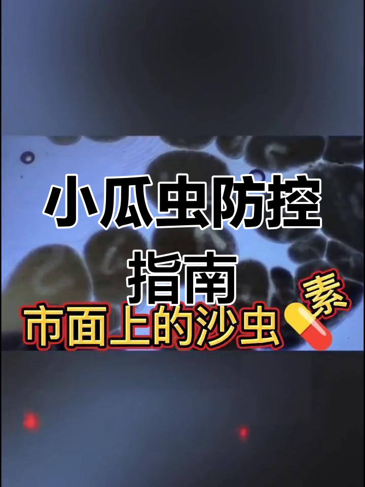 小瓜虫感染,黄颡鱼与叉尾鮰应对策略,值得一看!