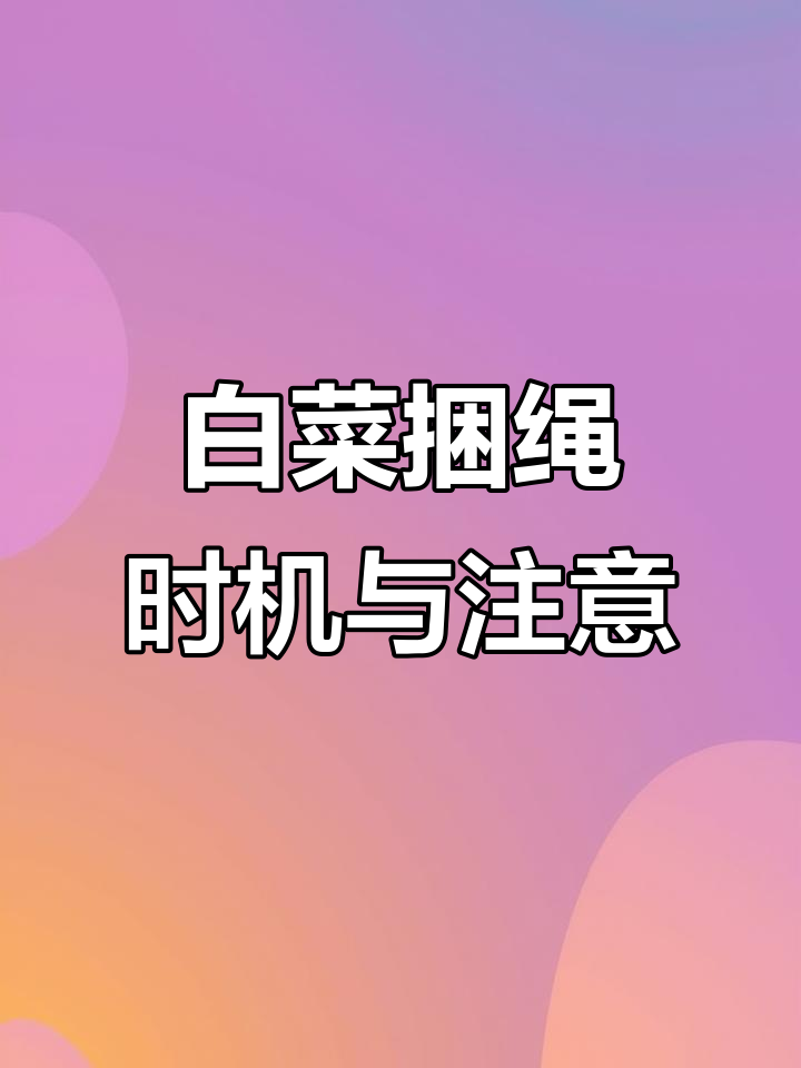 白菜捆绳技巧:何时捆绑最适宜,注意事项全解