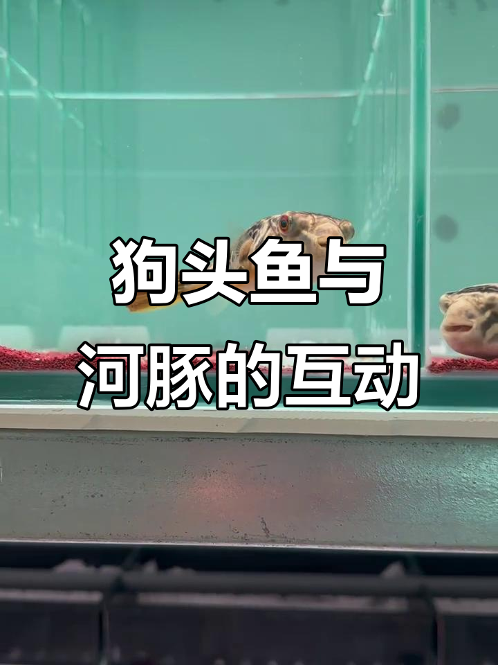 河豚鱼和狗头鱼的可爱混养,真是太有趣了!