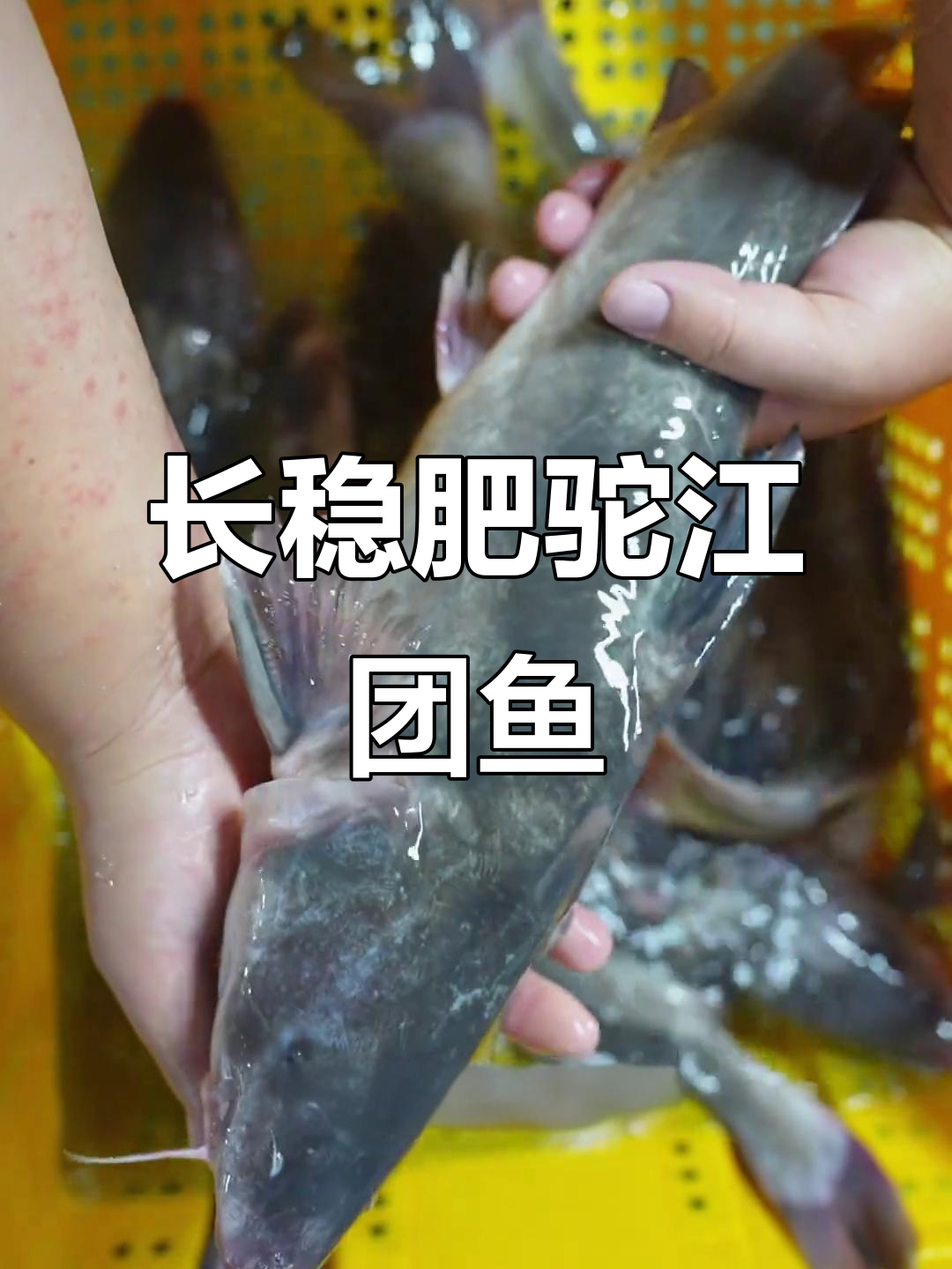 江团鱼：长江四鲜之一，肉质细腻养殖简单